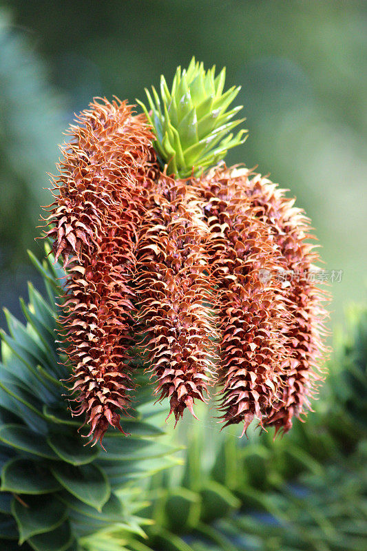 猴子拼图树枝，种子-球果/花(智利松/ Araucaria araucana)